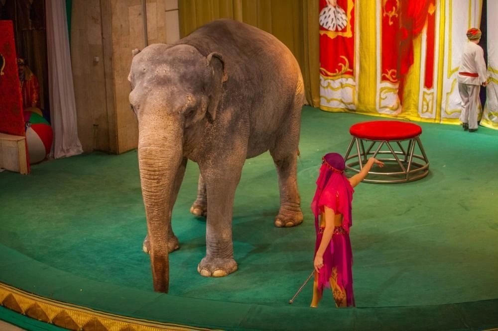 Откройте мир волшебства: спектакль «Необыкновенное путешествие» в Уголке дедушки Дурова