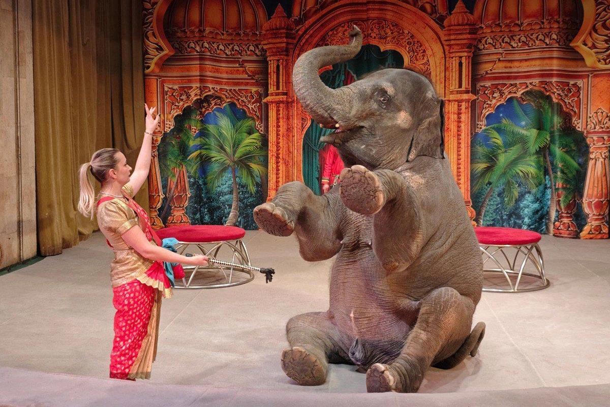 Новогодний спектакль «Вслед за старой сказкой» в Театре зверей Дурова: волшебство и приключения для всей семьи